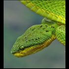 Bamboo pit viper (Trimeresurus gramineus)