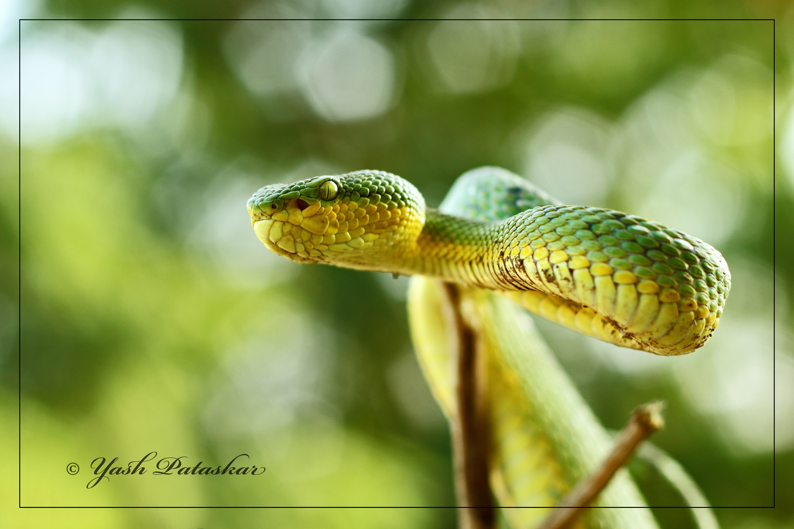 Bamboo Pit Viper (Venomous) with Bokeh...