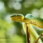 Bamboo Pit Viper (Venomous) with Bokeh...