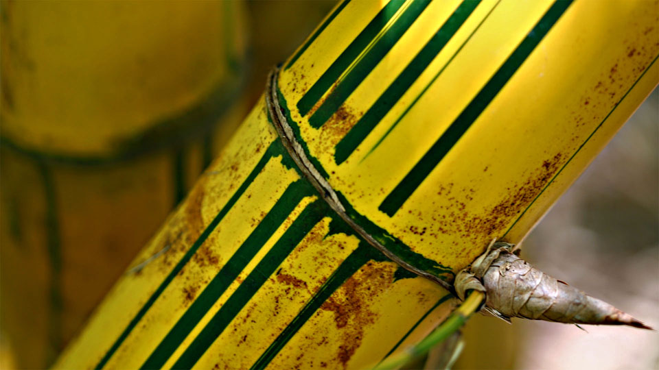 Bamboo, Sir Seewoosagur Ramgoolam Botanical Garden X, Pamplemousses / MU