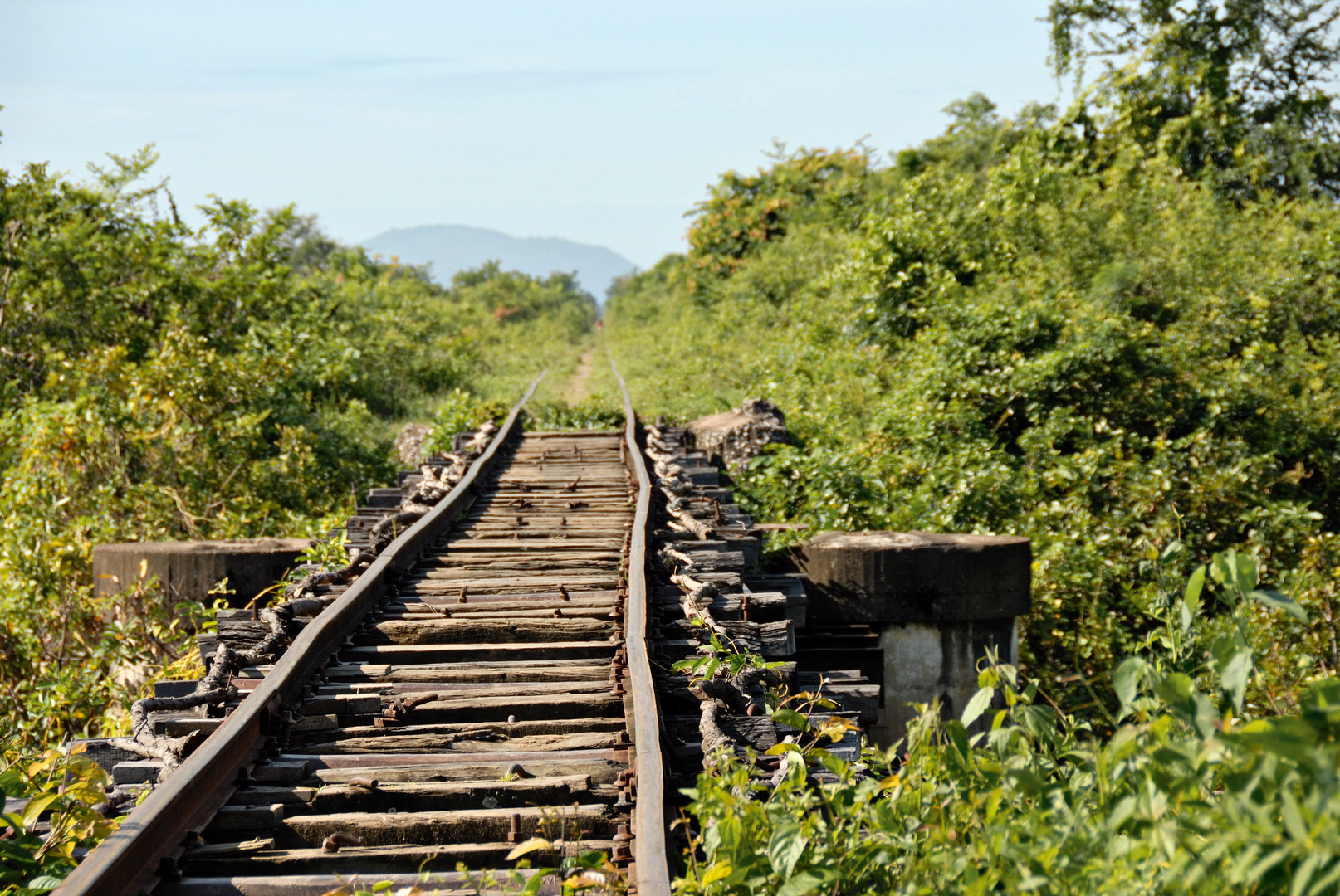 bamboo train 02