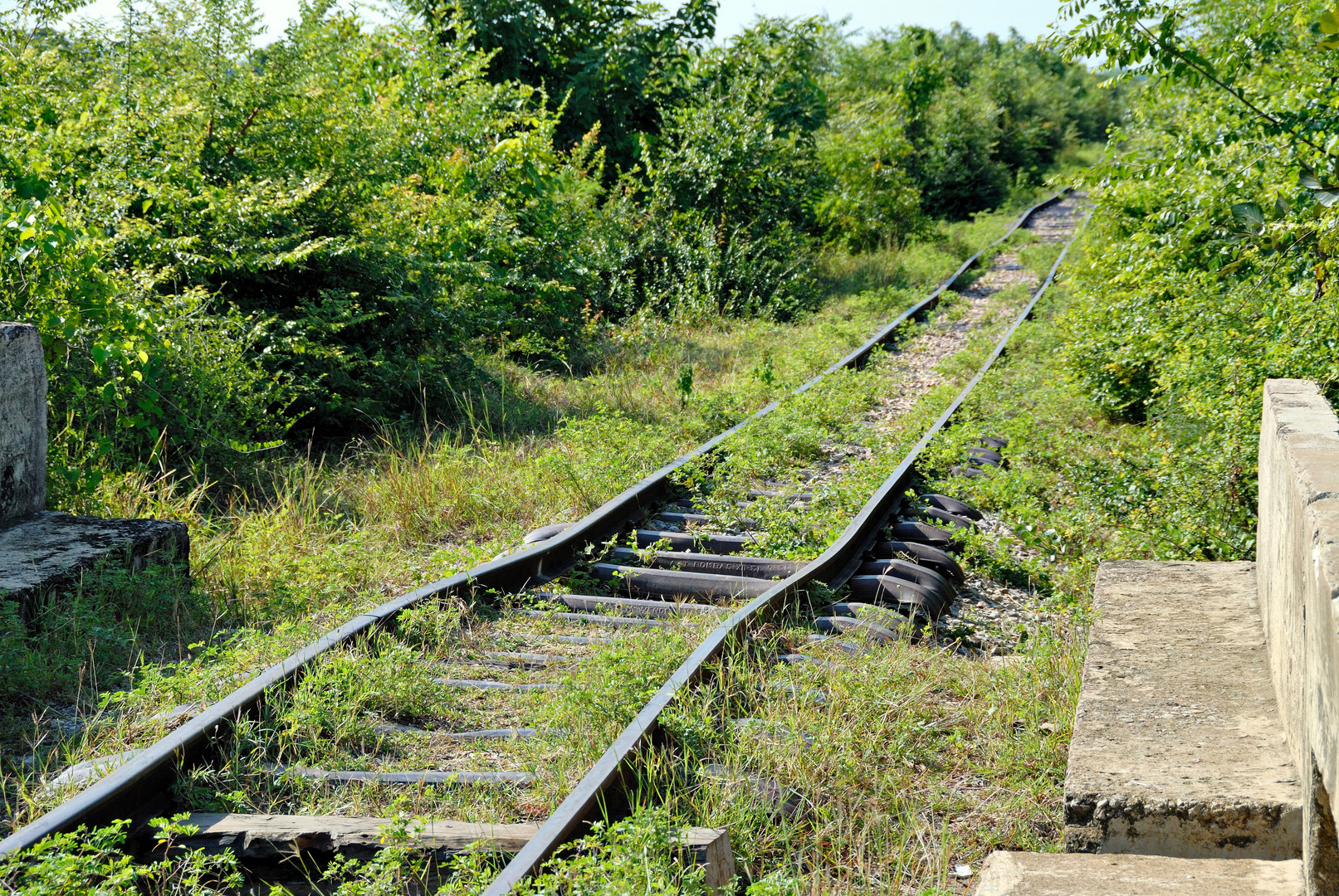 bamboo train 03