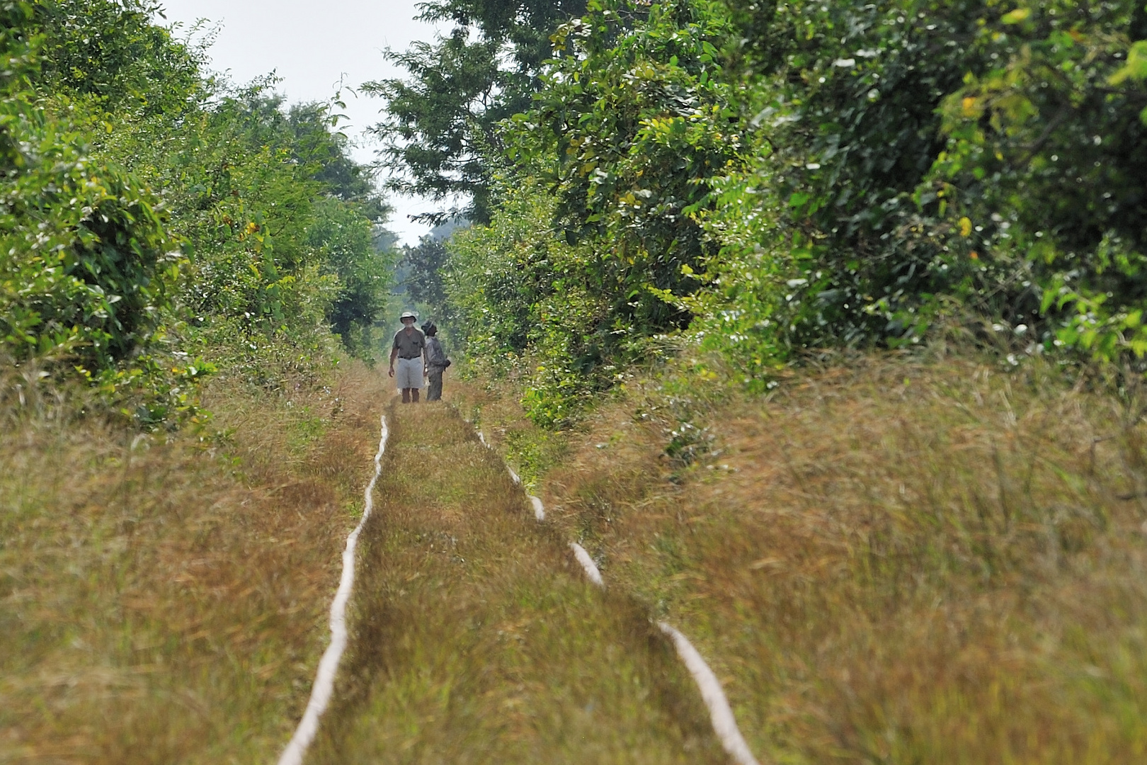 Bamboo Train 04