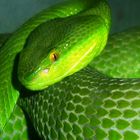 Bamboo Viper