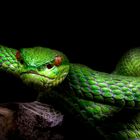 Bamboo viper / Trimeresurus albolabris