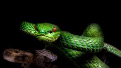 Bamboo viper / Trimeresurus albolabris