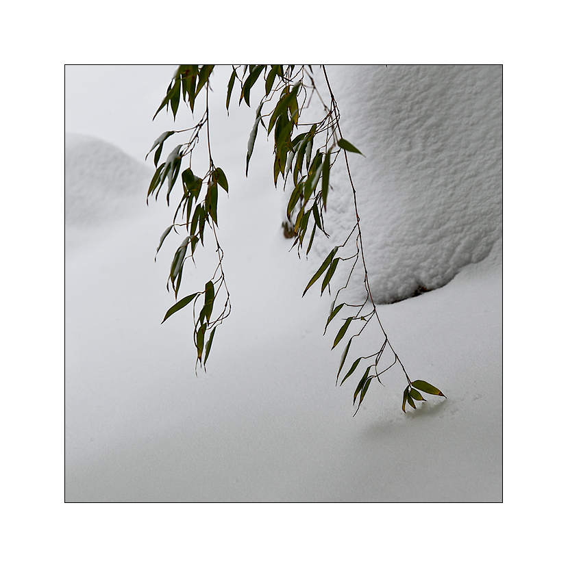 bamboo winter scene