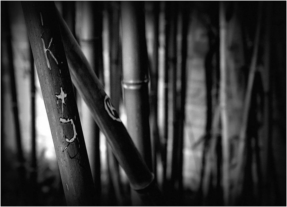 Bamboo with love ...