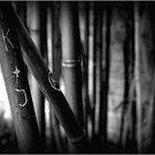 Bamboo with love ...