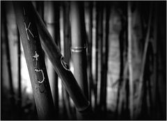 Bamboo with love ...