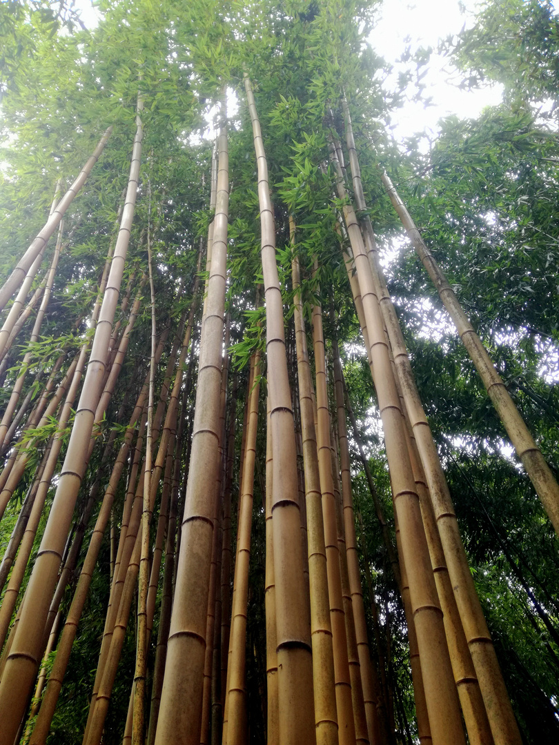 Bambous...
