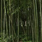 Bambous.....!