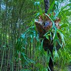 Bambous au Jardin du Val Rahmeh