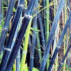 Bambous noirs