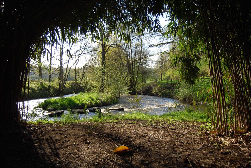 bambous près de l'eau