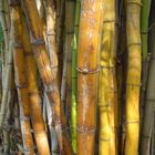 Bambu