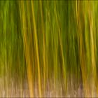 Bambù colore