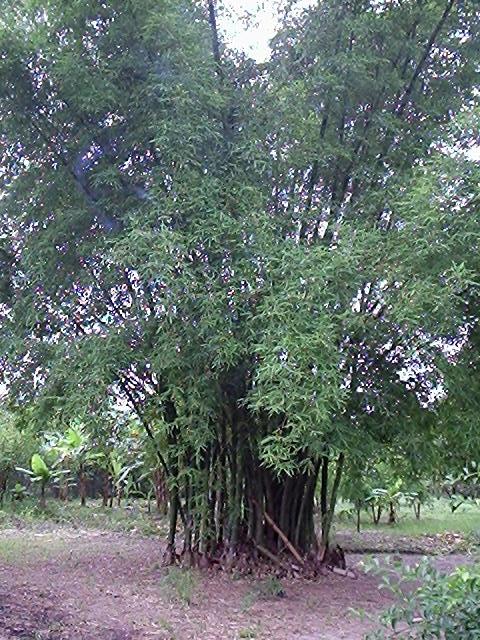 Bambu vulgaris