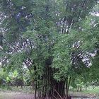Bambu vulgaris