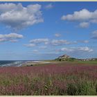 bamburgh 6