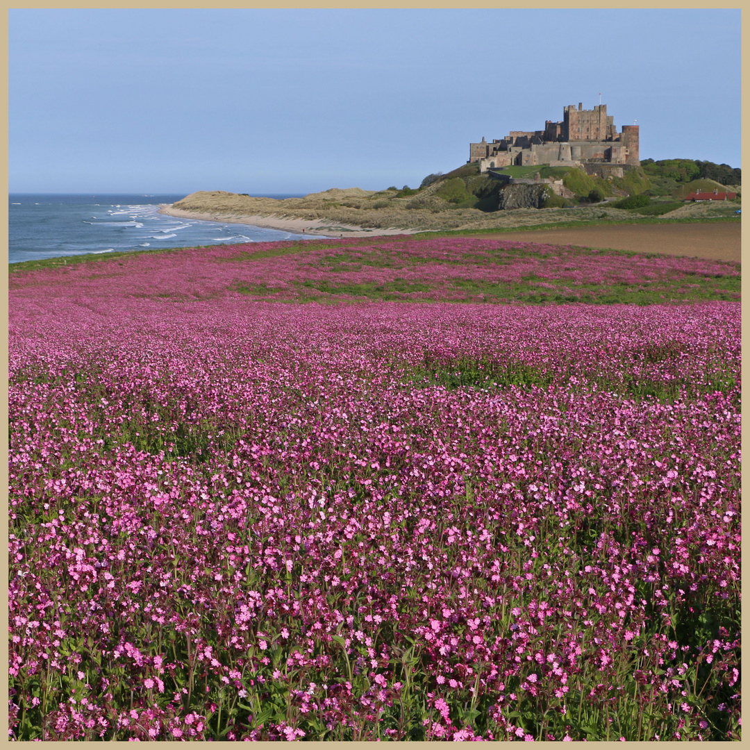 bamburgh and a field of red campion