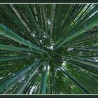 Bambus 16mm Ansicht