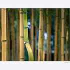 Bambus 2...