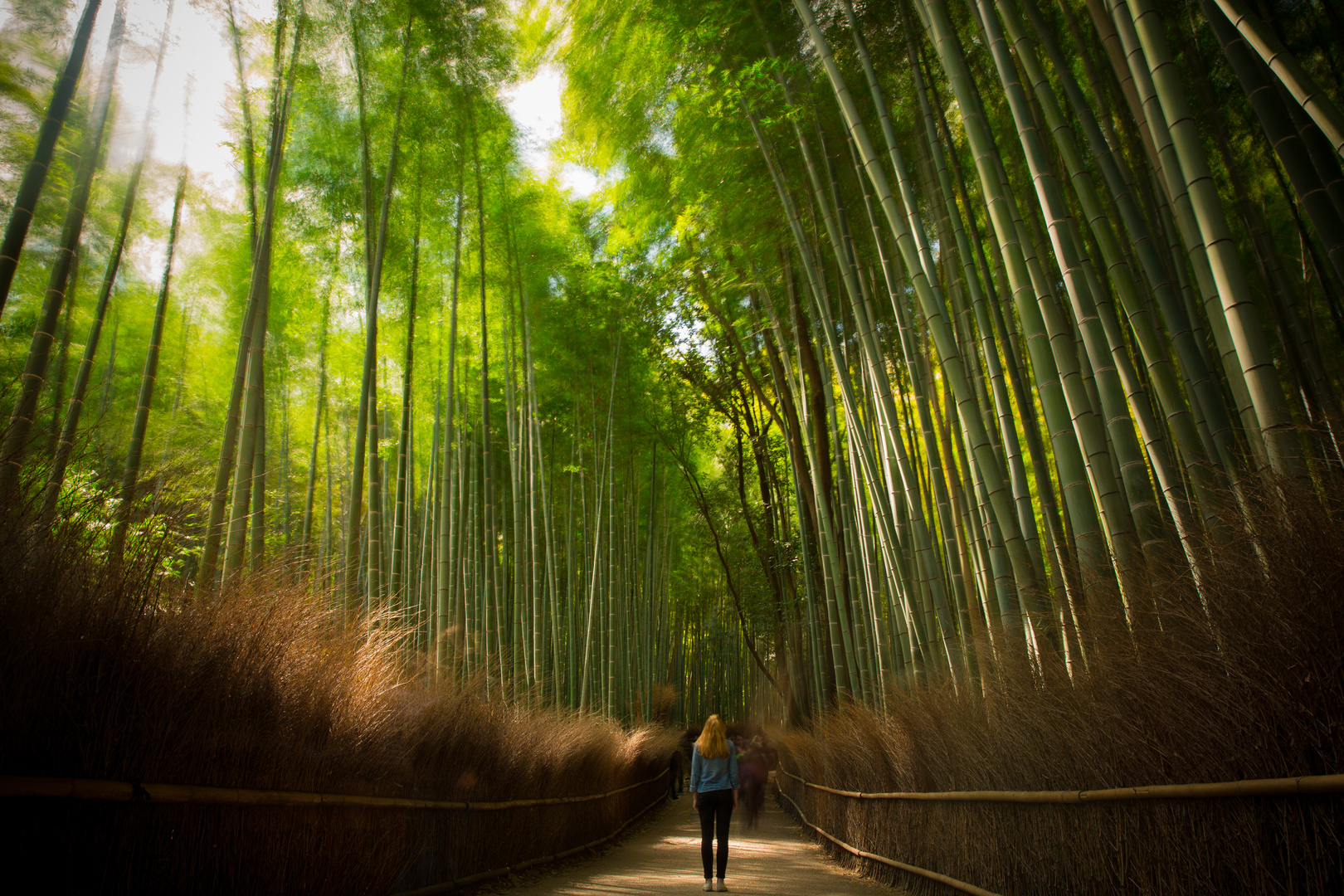 Bambus Allee in Japan