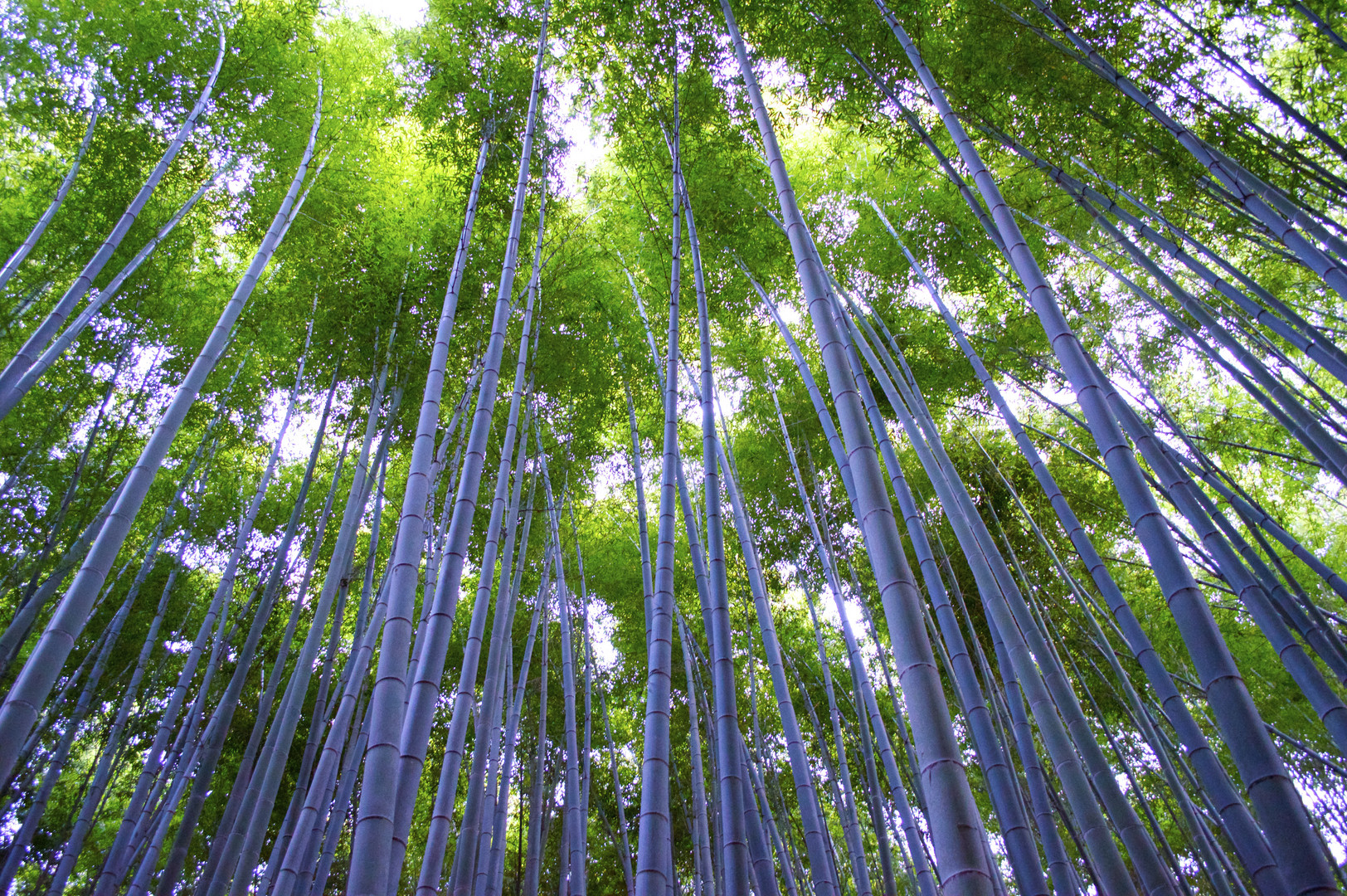 Bambus - Arashiyama