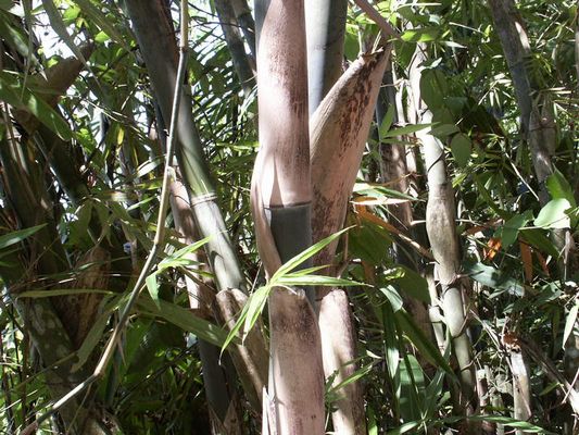 Bambus aus Bali " Was für ein Gras "  !!!!