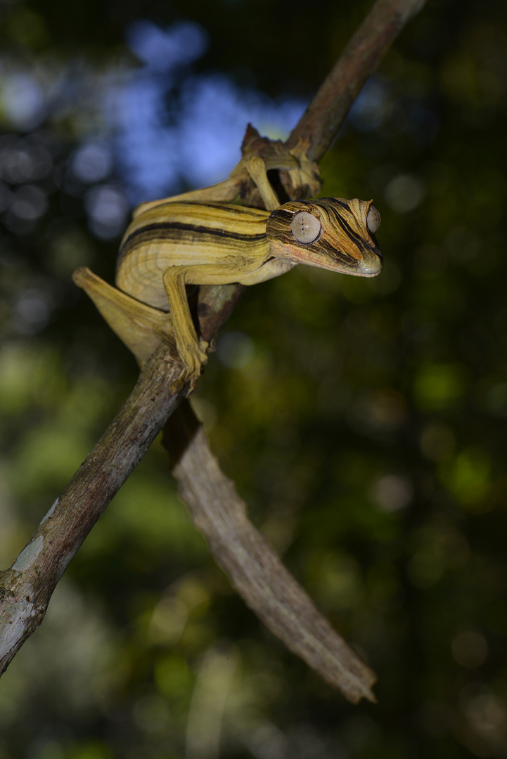 Bambus-Blattschwanzgecko