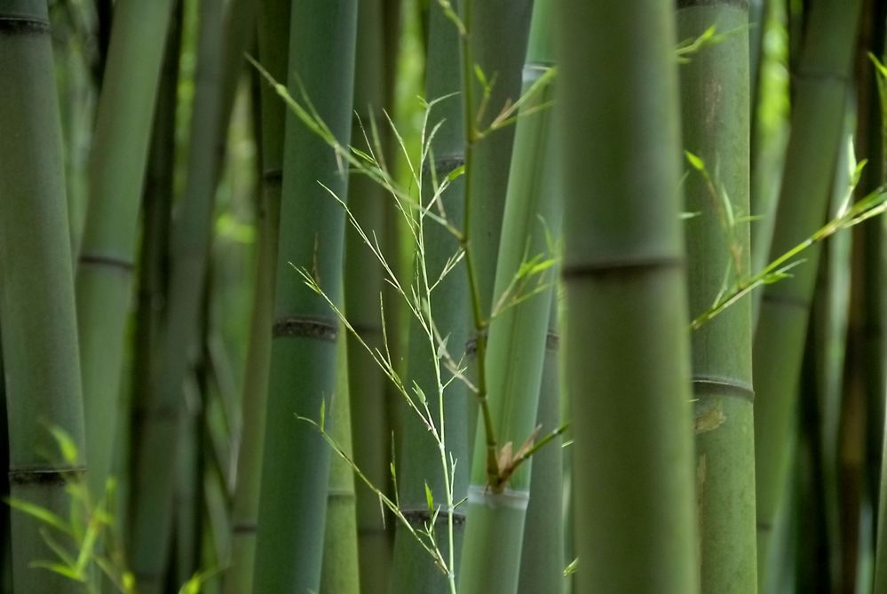 Bambus *