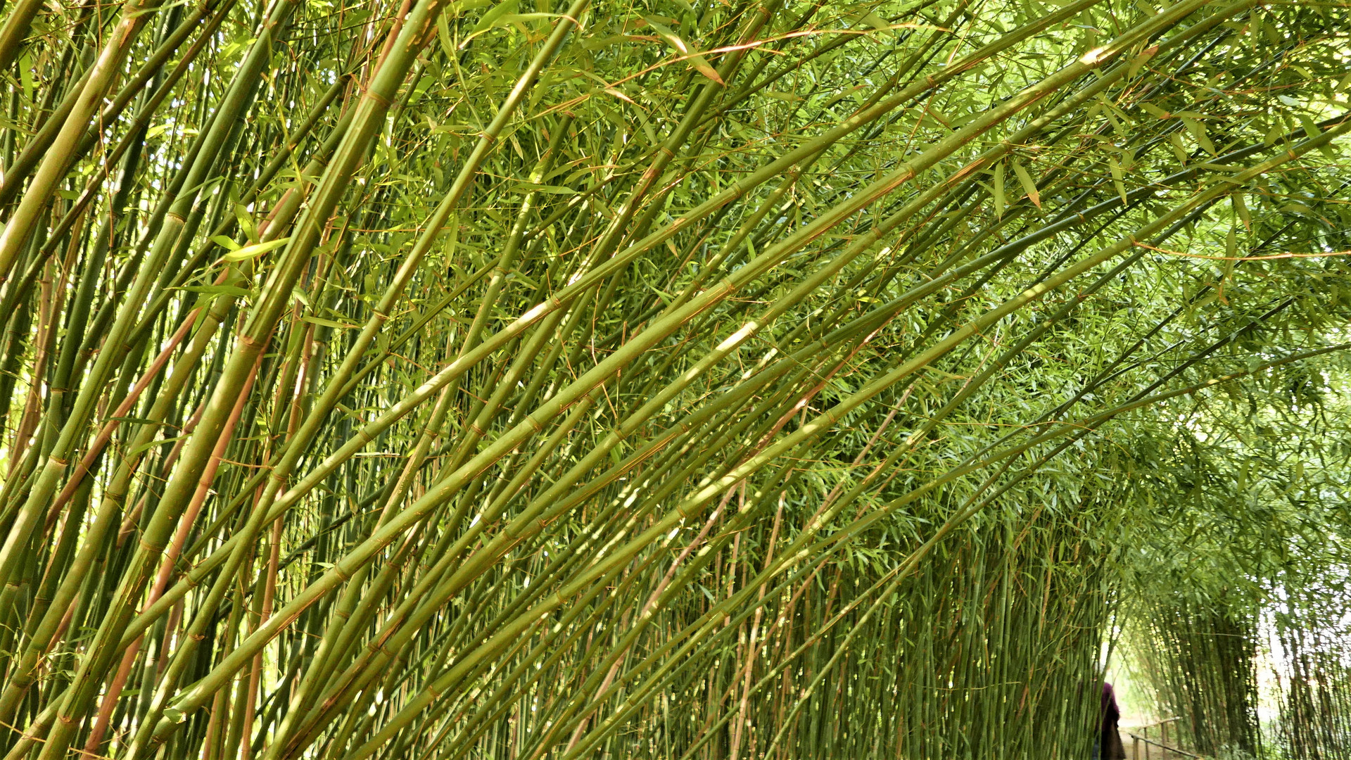 Bambus-Dach