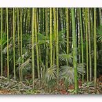 Bambus das Holz des 21. Jahrhunderts