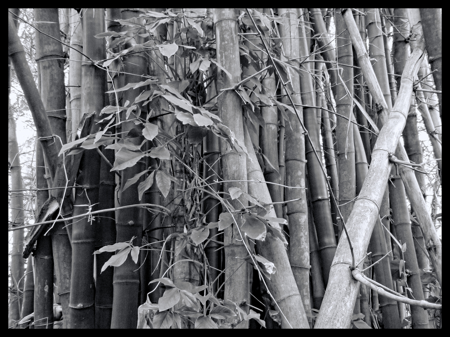 Bambus Dschungel