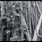 Bambus Dschungel