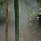 Bambus-Dschungel.....