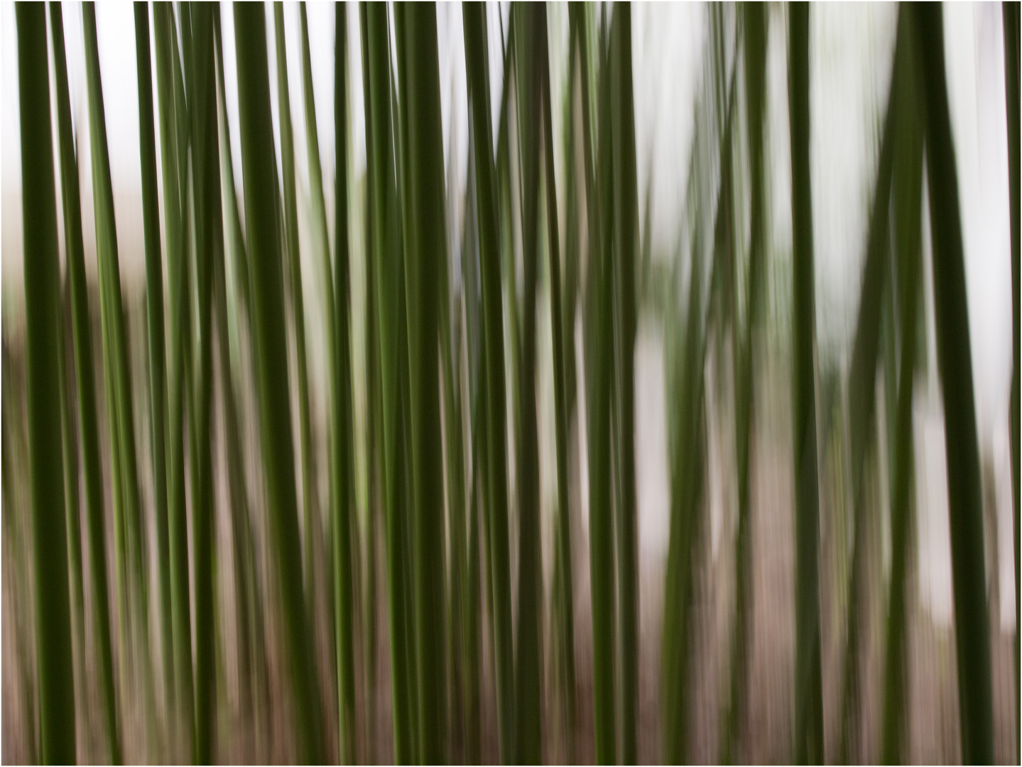 Bambus einmal anders