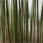 Bambus einmal anders