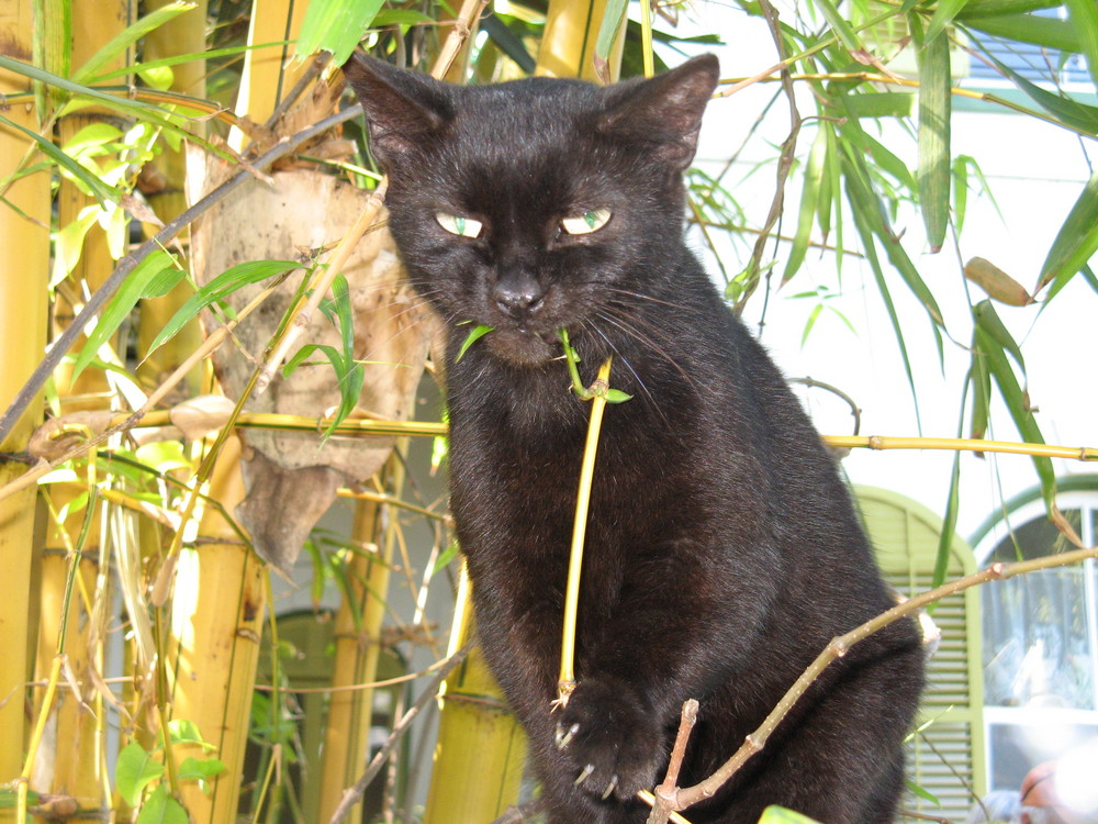 Bambus fressende Katze am Hemingway Haus...