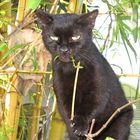 Bambus fressende Katze am Hemingway Haus...