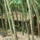 Bambus-Hütte