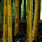 bambus II...