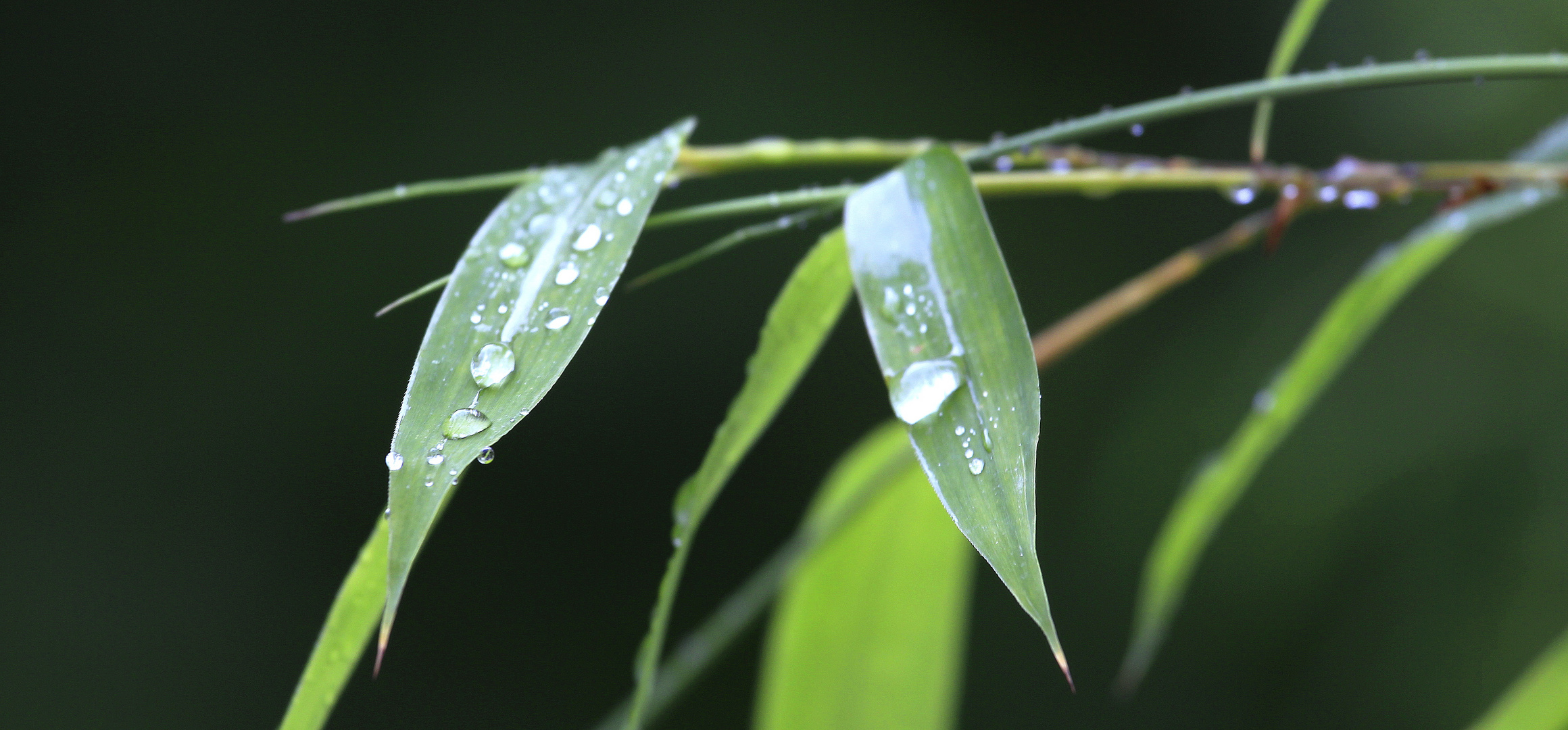 Bambus im Regen