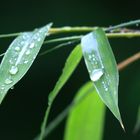 Bambus im Regen