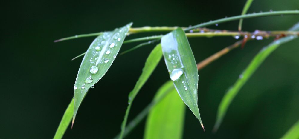 Bambus im Regen