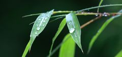 Bambus im Regen