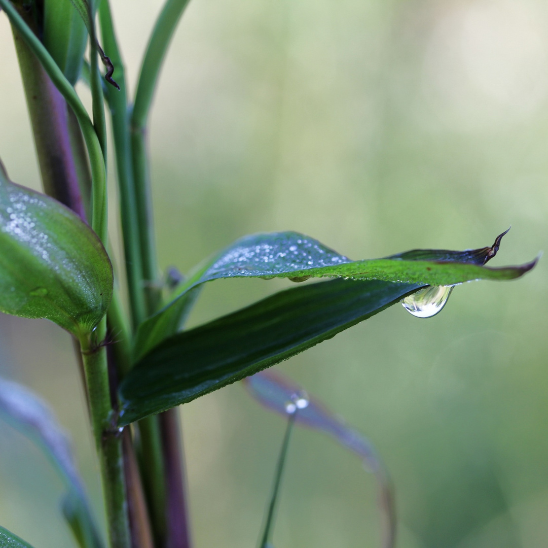 Bambus im Regen