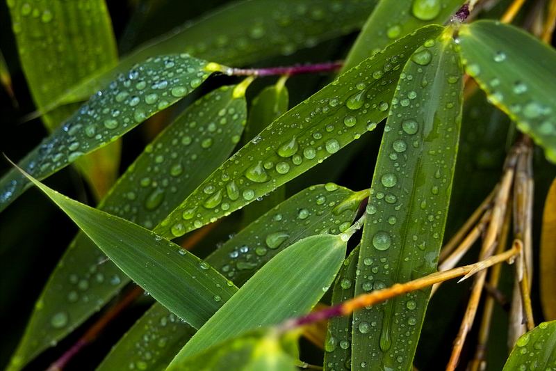 Bambus im Regen