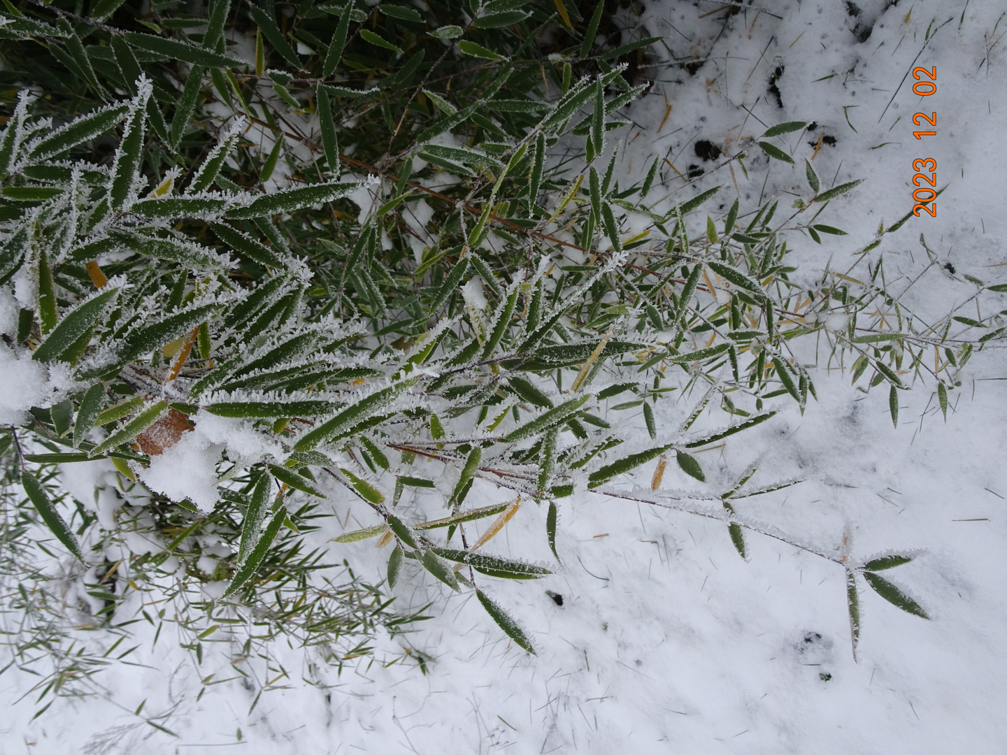 Bambus im Schnee